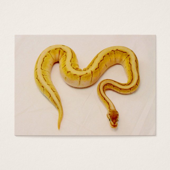 Letra "M" Yellow Ball Python (Frente)