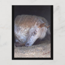 Levando um cartão postal fácil