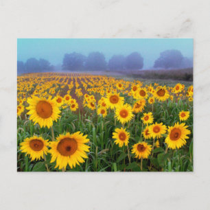 Levantamento do porco, cartão postal