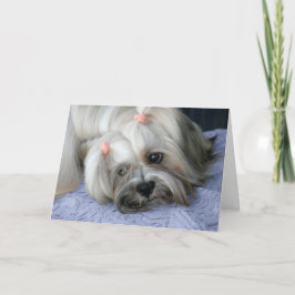 Lhasa Apso Não Tem Cartão