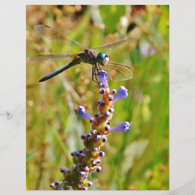 libélula de flor de lavanda (Frente)