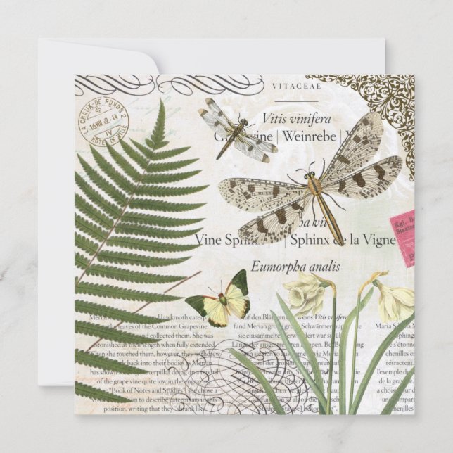 libélula francesa vintage moderna (Frente)