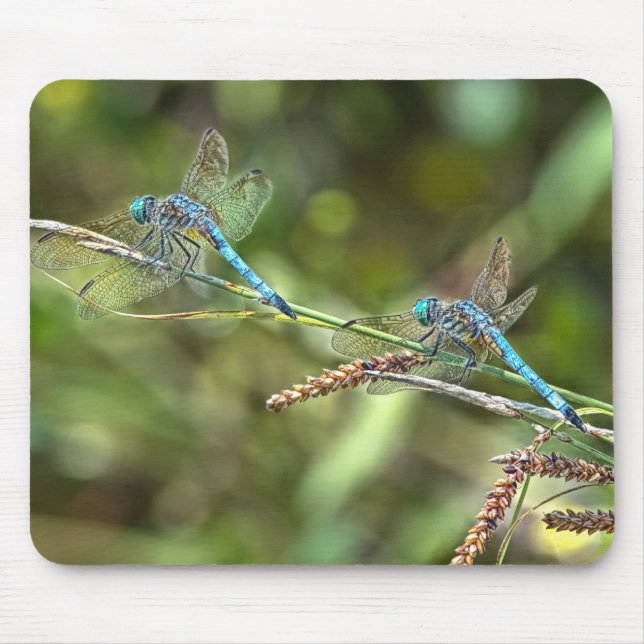 Libélulas no ramo Mousepad (Frente)