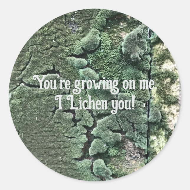 Lichen, seu adesivo (Frente)