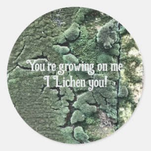 Lichen, seu adesivo