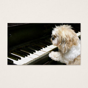 Lições de piano de Shih Tzu