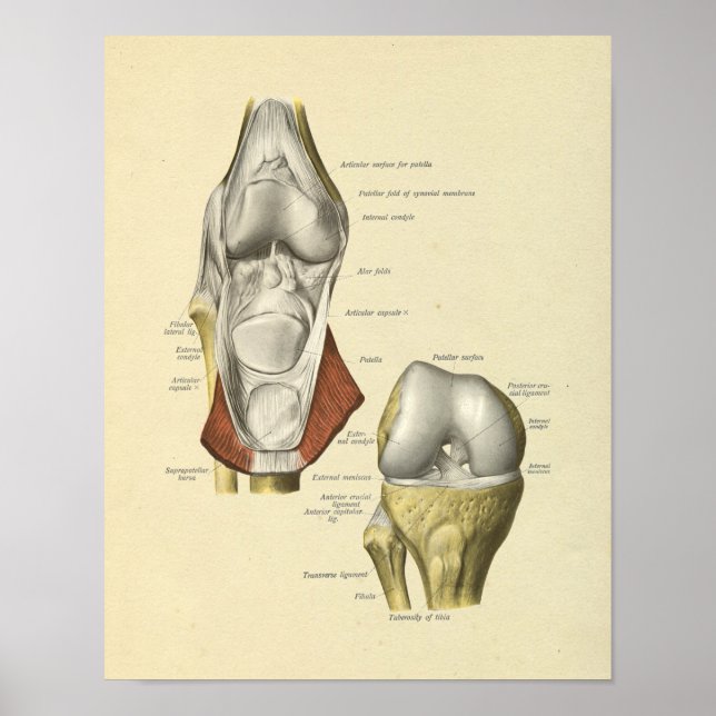 Ligações do joelho Anatomia comum Ossos Impressão (Frente)
