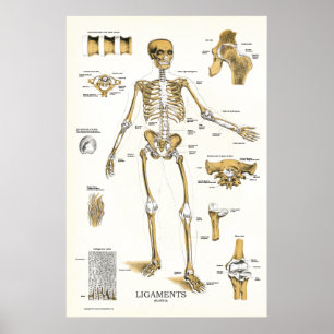 Ligações e juntas Anatomia Poster 24 X 36