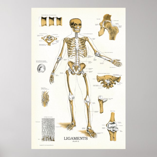 Ligações e juntas Anatomia Poster 24 X 36 (Frente)
