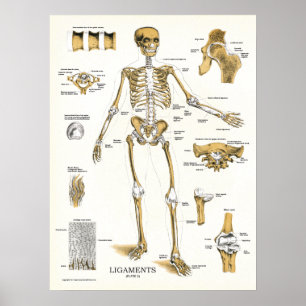 Ligamentos e poster da anatomia das junções