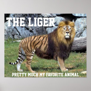 LIGER MAIS OU MENOS MEU POSTER ANIMAL FAVORITO