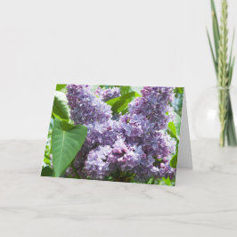 Lilac Francês - Modelo de Bem-Estar