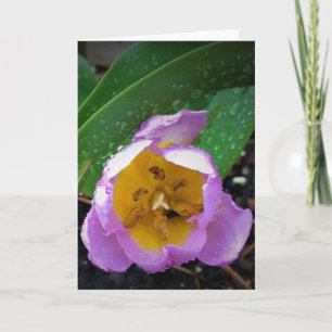 Lilac Wonder Tulip, cartão