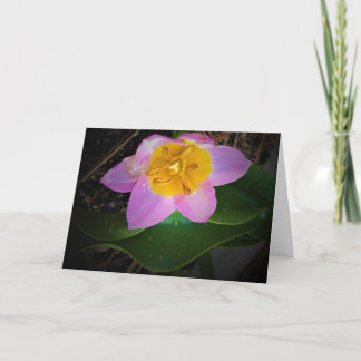 Lilac Wonder Tulip, cartão