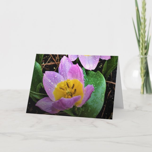 Lilac Wonder Tulip, cartão (Frente)