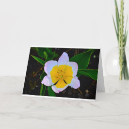 Lilac Wonder Tulip, Cartão