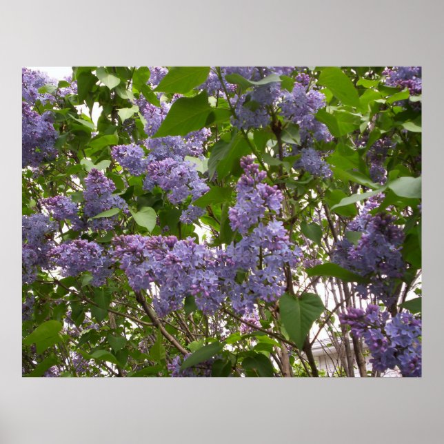 Lilacs Poster (Frente)