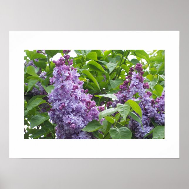 Lilacs Poster (Frente)