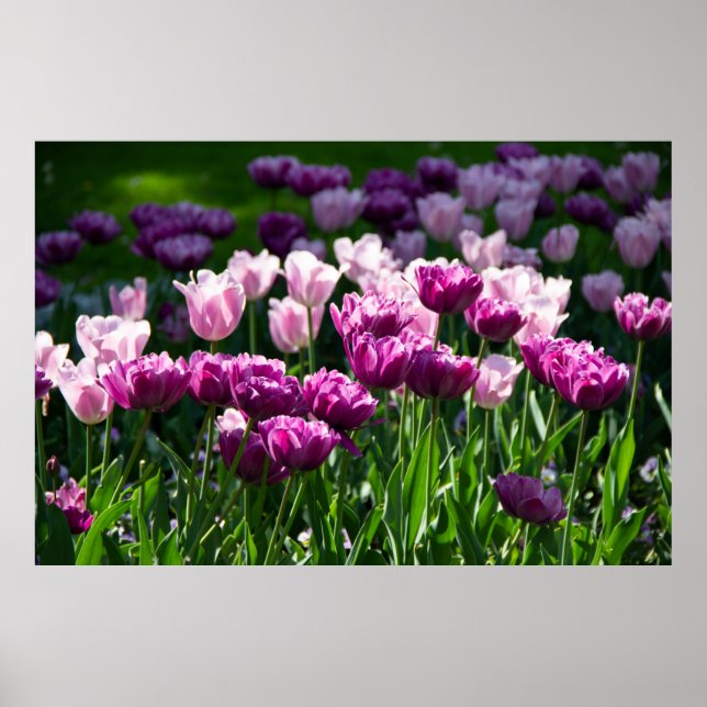Lilás brilhante e tulipas cor-de-rosa num poster e (Frente)