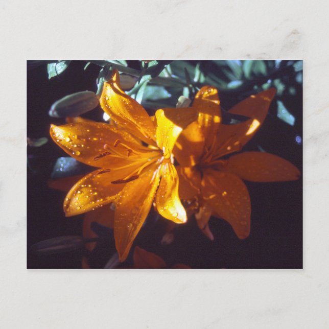 Lily | Cartão postal (Frente)