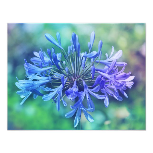 Lily do Nilo Foto Alargamento (Frente)