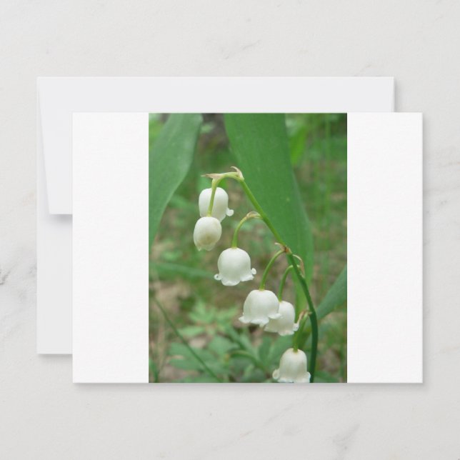 Lily do vale (Frente)