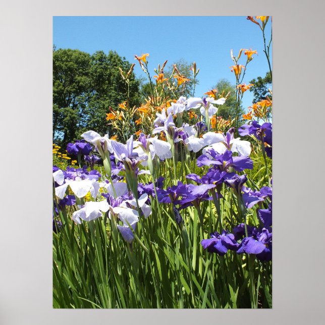 Lily e Iris Garden Poster (Frente)