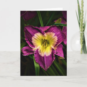 Lily & Ladybug, cartão