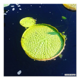 Lily Pad (Chicago) - Impressão de Foto