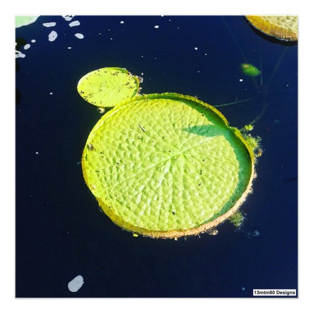 Lily Pad (Chicago) - Impressão de fotografia (Frente)