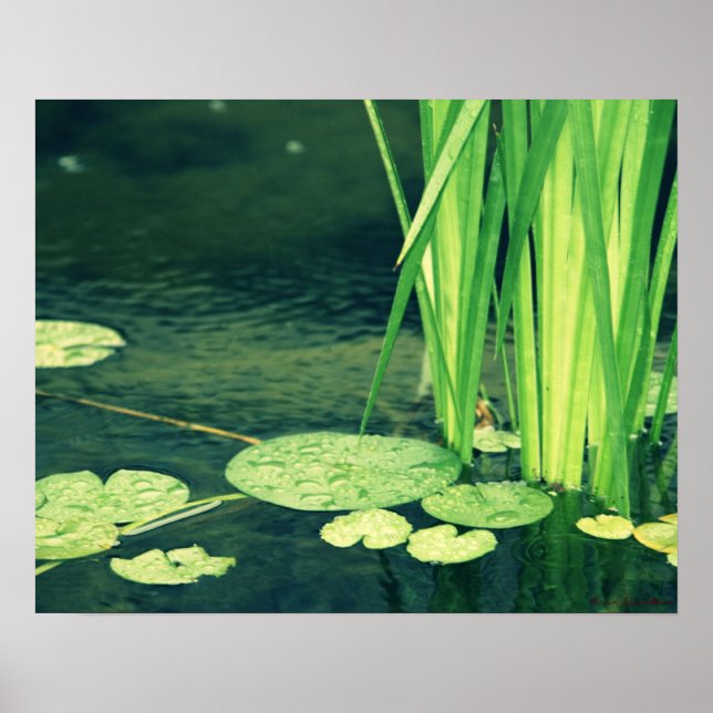 Lily Pad Pond Poster (Frente)