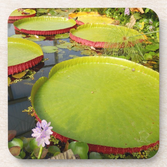 Lily Pads Duro Porta copos plástico (Frente)