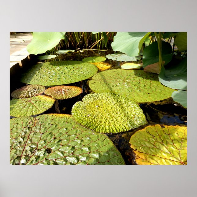 Lily Pads Poster (Frente)