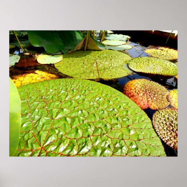 Lily Pads Poster (Frente)