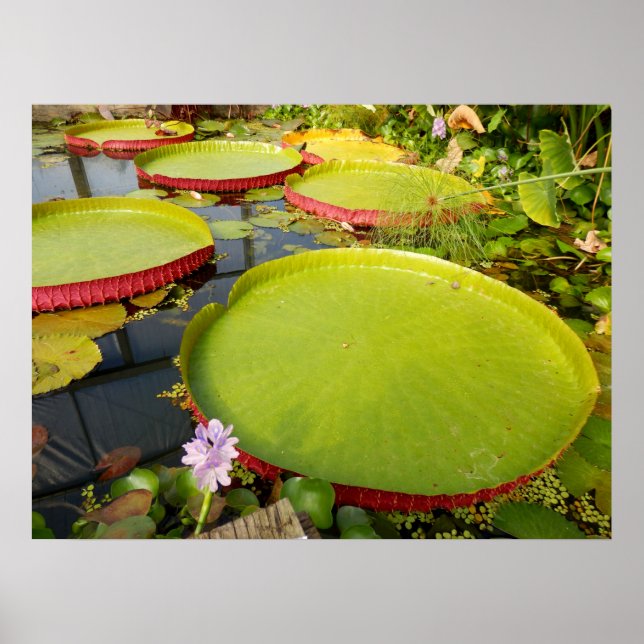 Lily Pads Poster (Frente)
