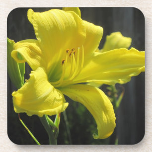 Lily Porta copos