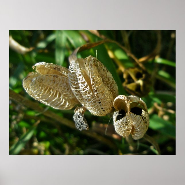 Lily Seed Pods Poster (Frente)