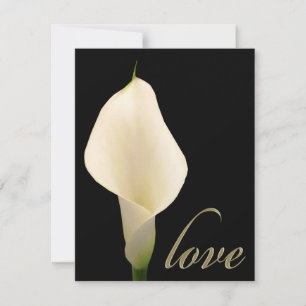 Lily solteiro White