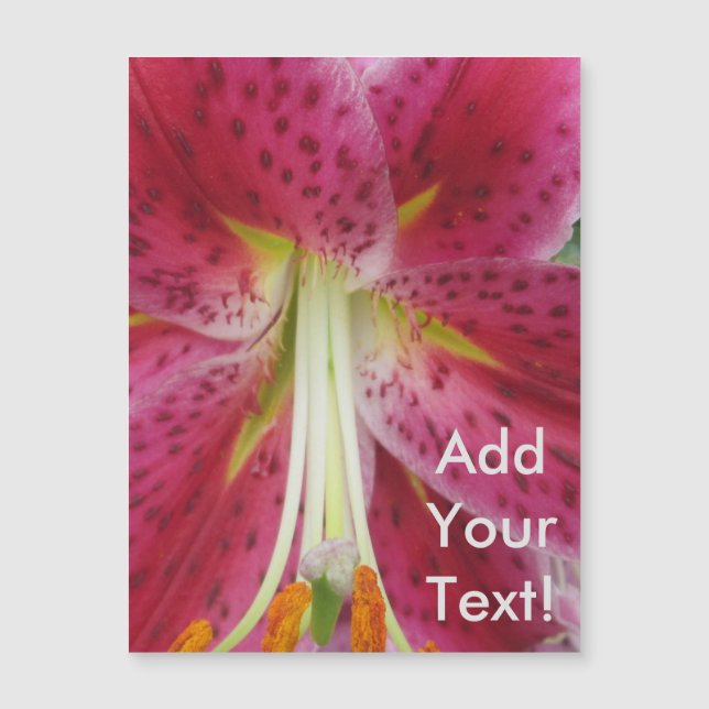 Lily Stargazer Purple Flower (Frente)