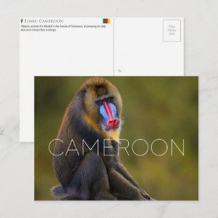 Limbe Vida Selvagem, Camarões Cartão Postal de Via