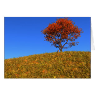 Limpar Cartão do Dia de Outono