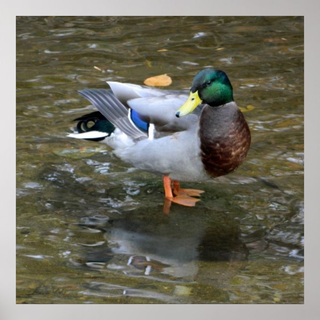 Limpar Poster do Creek Mallard Duck (Frente)