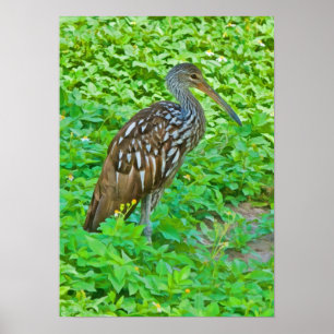 Limpkin, impressão do pássaro do pântano