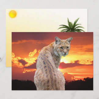 Lince da Flórida com cartão plano de pôr do sol de