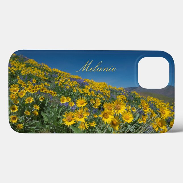 Linda Balsamroot Bloom (Verso (horizontal))