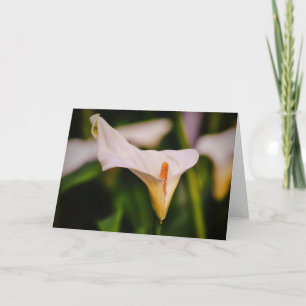 Linda Calla Lily no Cartão de Nota da Flor do Jard