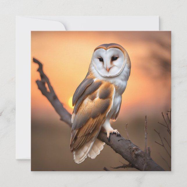 Linda Coruja-do-celeiro (Frente)