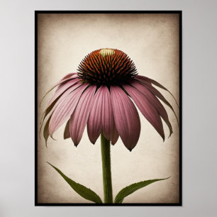 Linda Echinacea Flor Poster Wall Art
