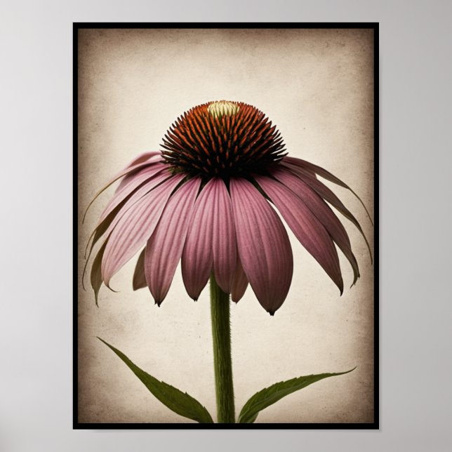 Linda Echinacea Flor Poster Wall Art (Frente)