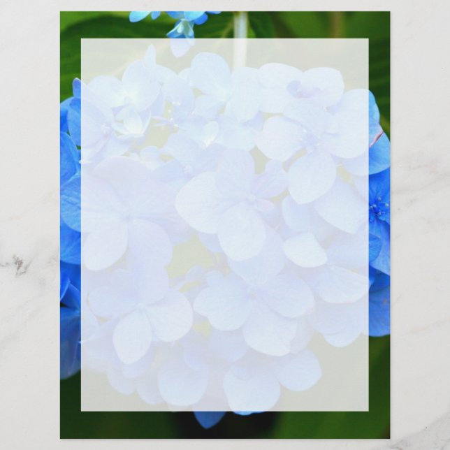 Linda Flor Azul Hydrangea (Frente)